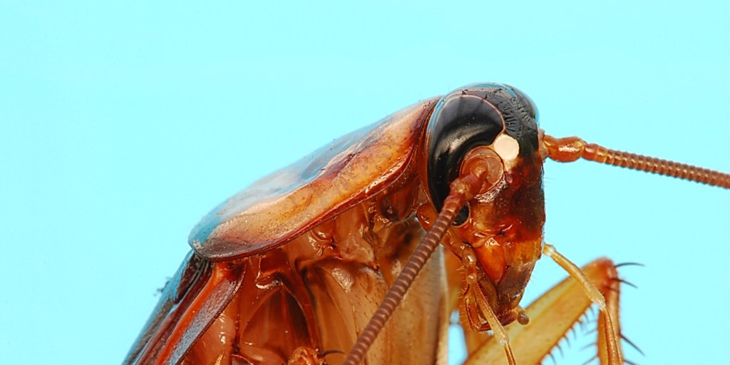 Meet the Scientists Who Are Making Bread with Cockroach Flour