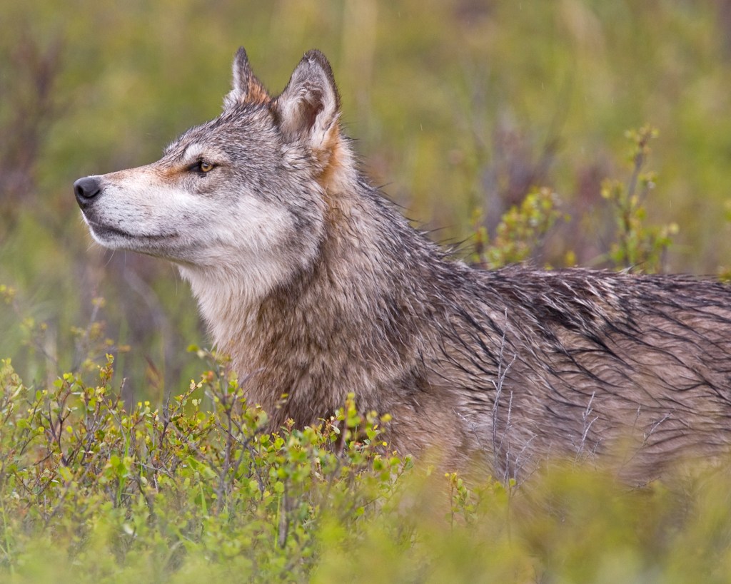 The Government Shutdown Has Halted Wildlife Conservation and Research