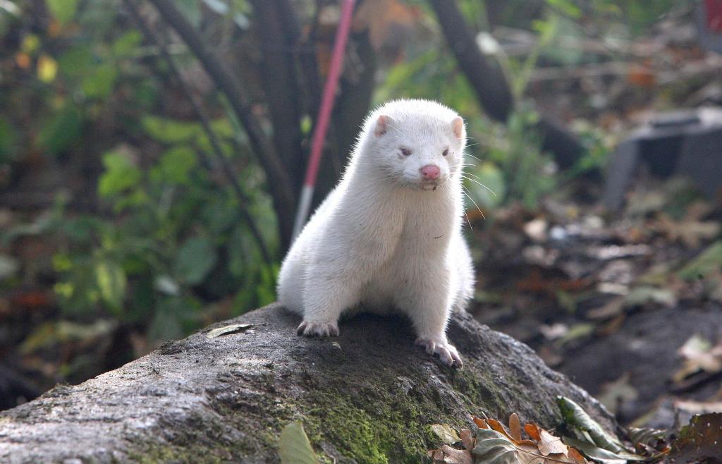 Hundreds of People Infected With Mutated COVID Strains From Minks