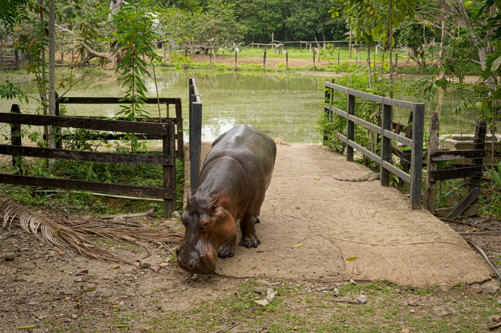 Colombia Is Finally Sterilizing Pablo Escobar’s Hippos