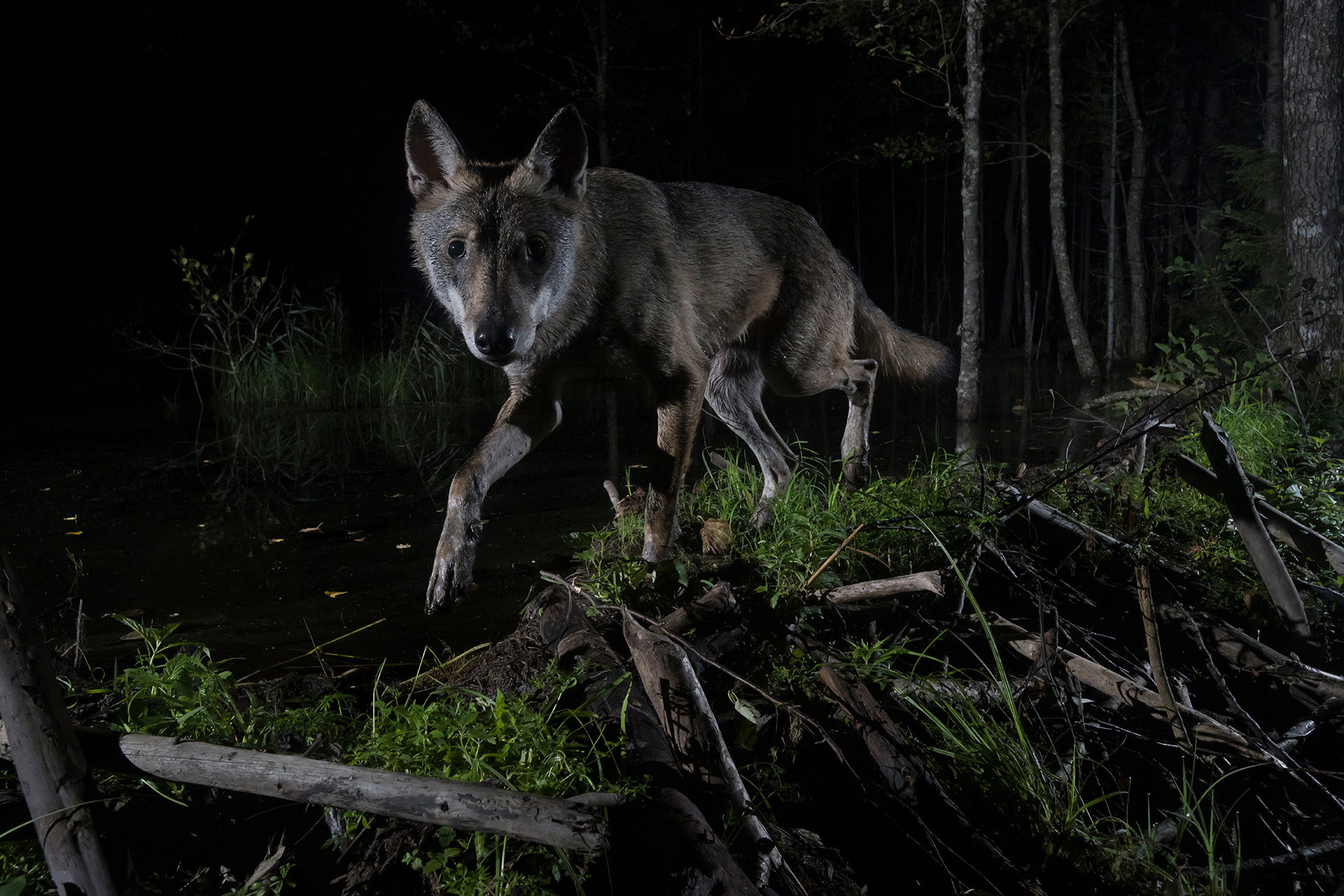 Ein Wolf läuft mitten in der Nacht in einem Wald an einem Biberdamm entlang