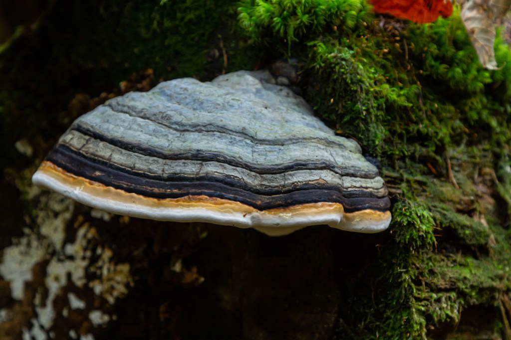 Futuristic Body Armor Could Be Based on This Weird Mushroom, Study Finds