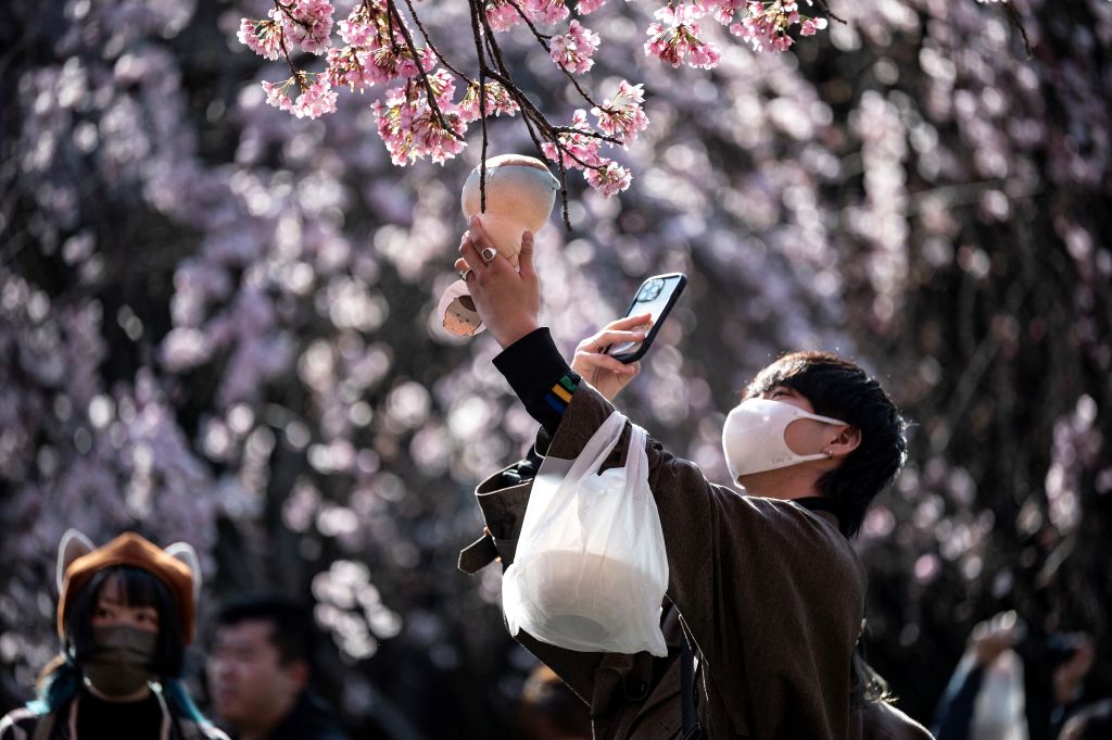 Japan’s Cherry Blossoms Are Blooming Earlier and Earlier. Blame Climate Change.