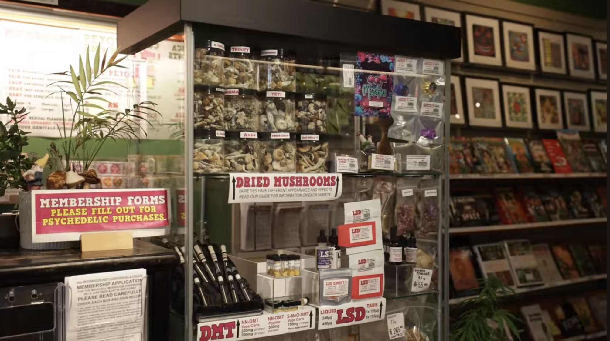 A glass cabinet containing varieties of mushrooms, LSD and DMT inside the cafe.