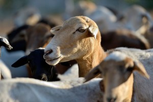 scientists-want-to-know-how-these-goats-survived-200-years-on-a-waterless-island