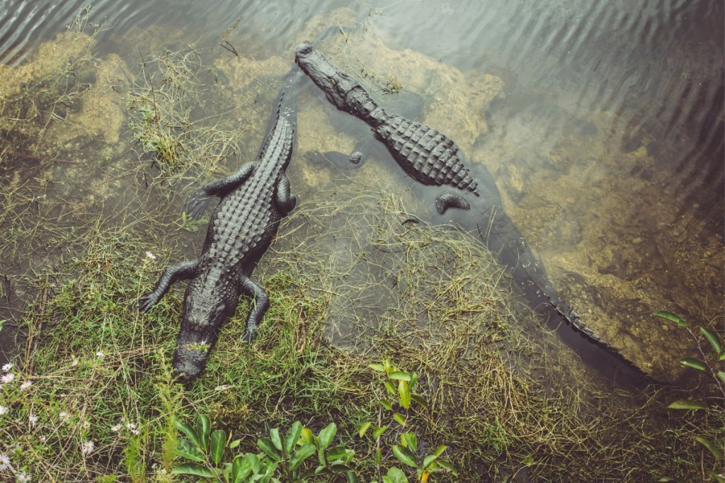 An Argument for Alligators, the Guardians of the Everglades