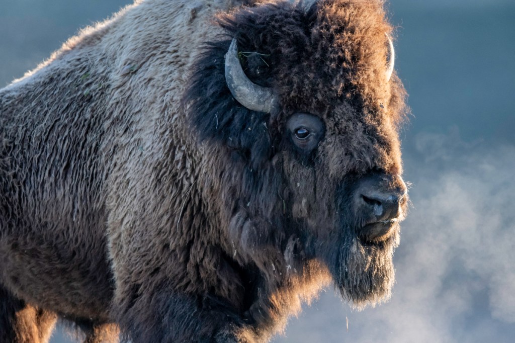 bison