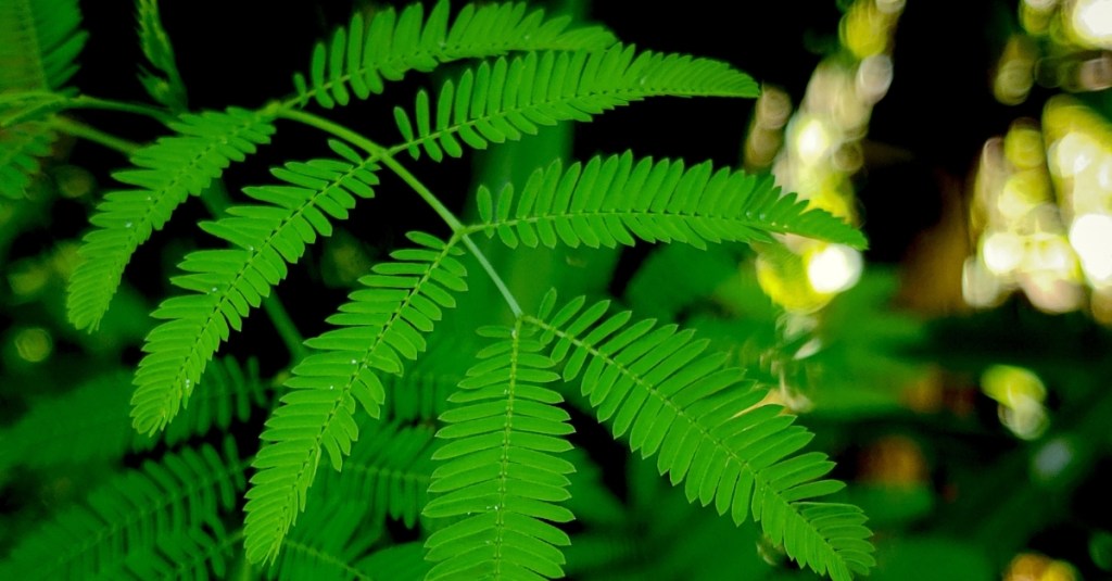 This Brazilian Psychedelic Root Might Actually Cure Depression