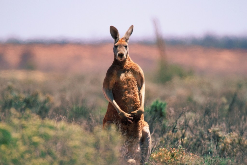 a-kangaroo-named-jack-may-have-killed-a-south-carolina-man-who-tried-to-fight-him