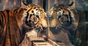 a-mexican-zoo-was-caught-in-a-cartel-war-so-it-fled-animals-and-all