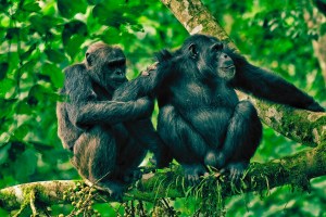 chimps-use-medicinal-plants-to-perform-first-aid-on-their-friends
