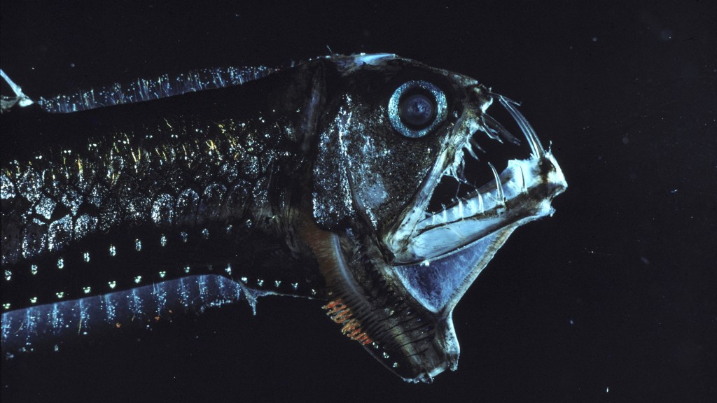 humans-have-only-seen-0-001-of-the-seafloor