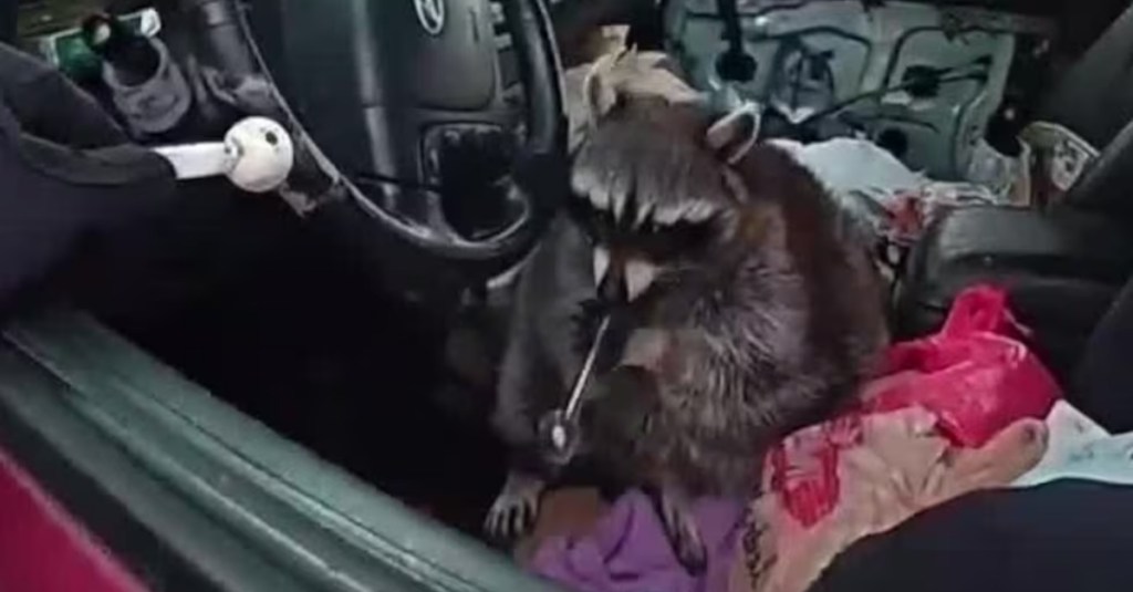 raccoon-with-meth-pipe-in-its-mouth-found-in-drivers-seat-during-traffic-stop