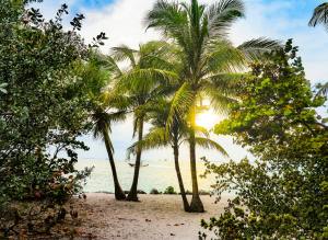 florida, palm trees, beach, tropical
