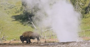 a-bison-just-boiled-to-death-in-yellowstone